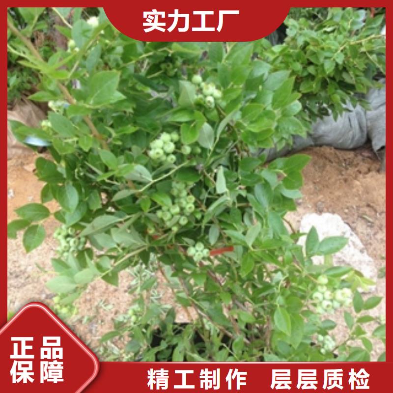蓝莓苗规格齐全实力厂家由{正家}为您