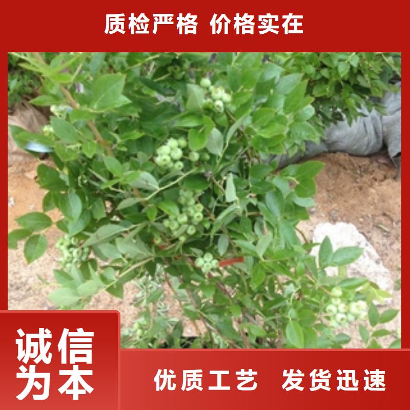 蓝莓苗占地果树商家直供