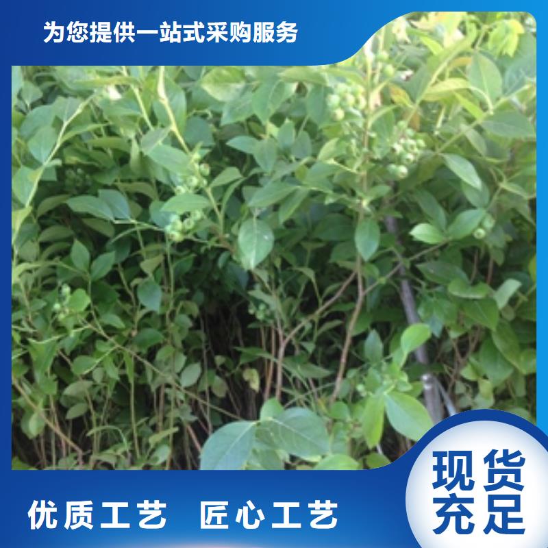 【 蓝莓苗-占地果树可定制】-可发货到峄城|薛城|潍坊|淄博|烟台|德州