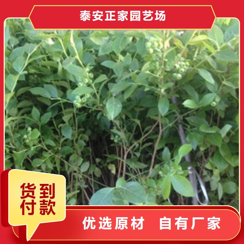 蓝莓苗占地果树现货销售