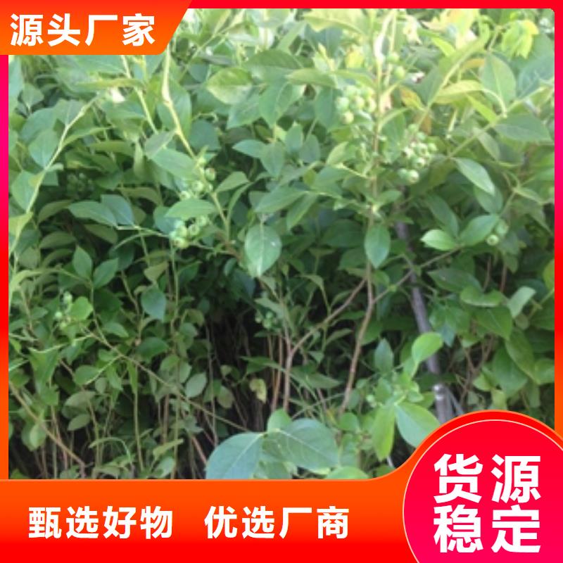 蓝莓苗-占地果树不断创新