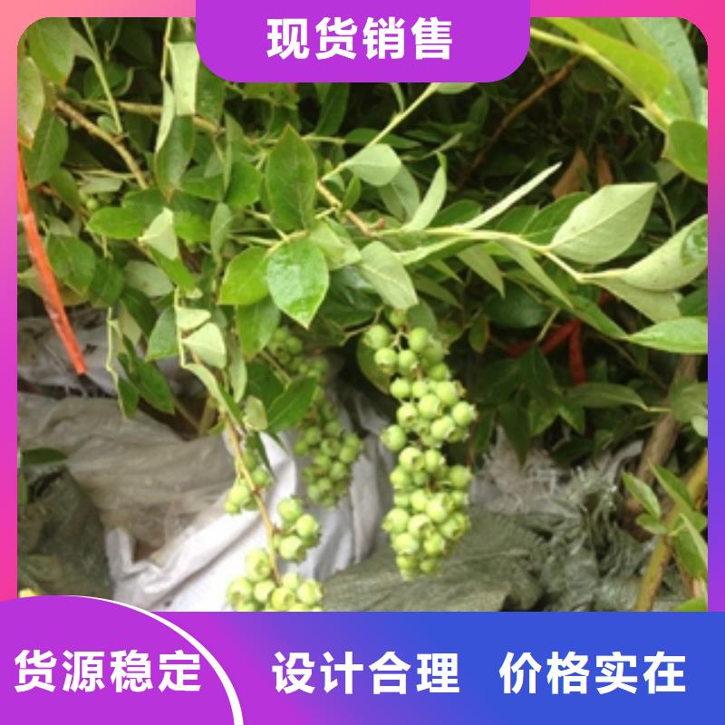 蓝莓苗规格齐全实力厂家由{正家}为您