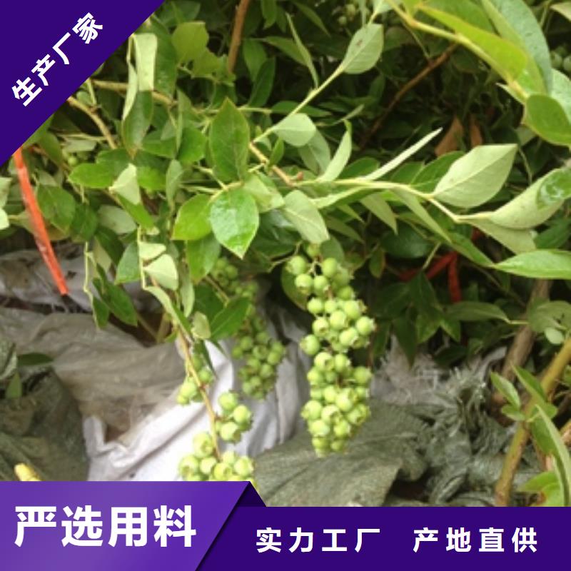 蓝莓苗占地果树现货销售