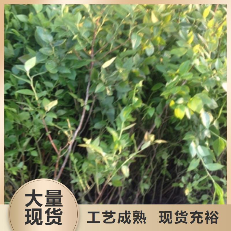 【 蓝莓苗-占地果树可定制】-可发货到峄城|薛城|潍坊|淄博|烟台|德州