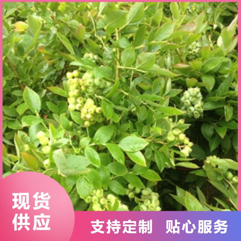蓝莓苗源厂定制