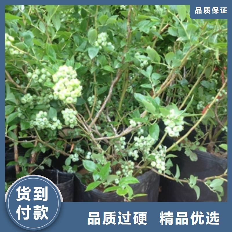 蓝莓苗国槐款式多样