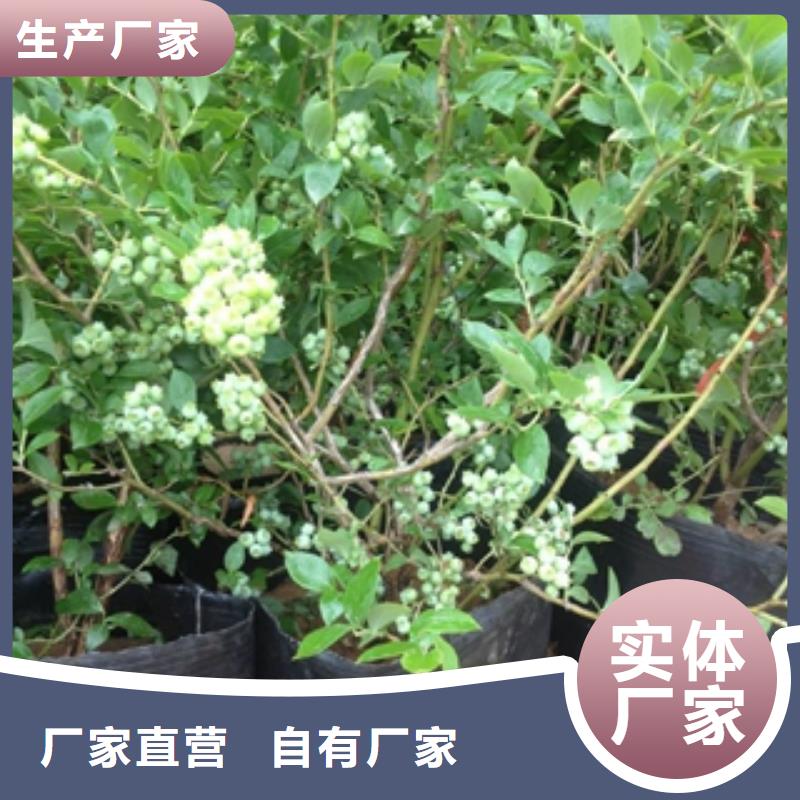 蓝莓苗_绿化树绿化工程厂诚信经营