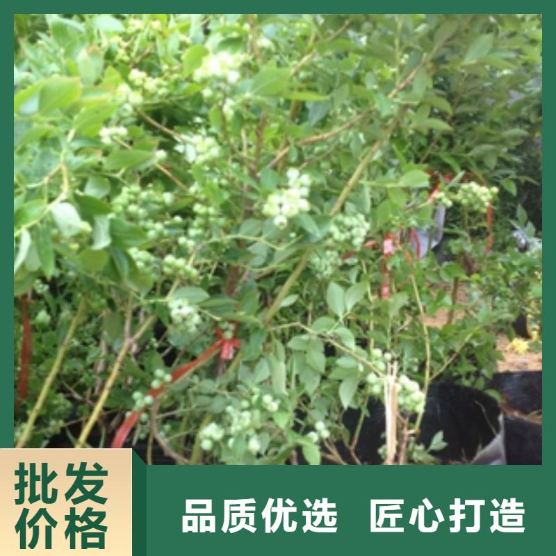 蓝莓苗国槐款式多样