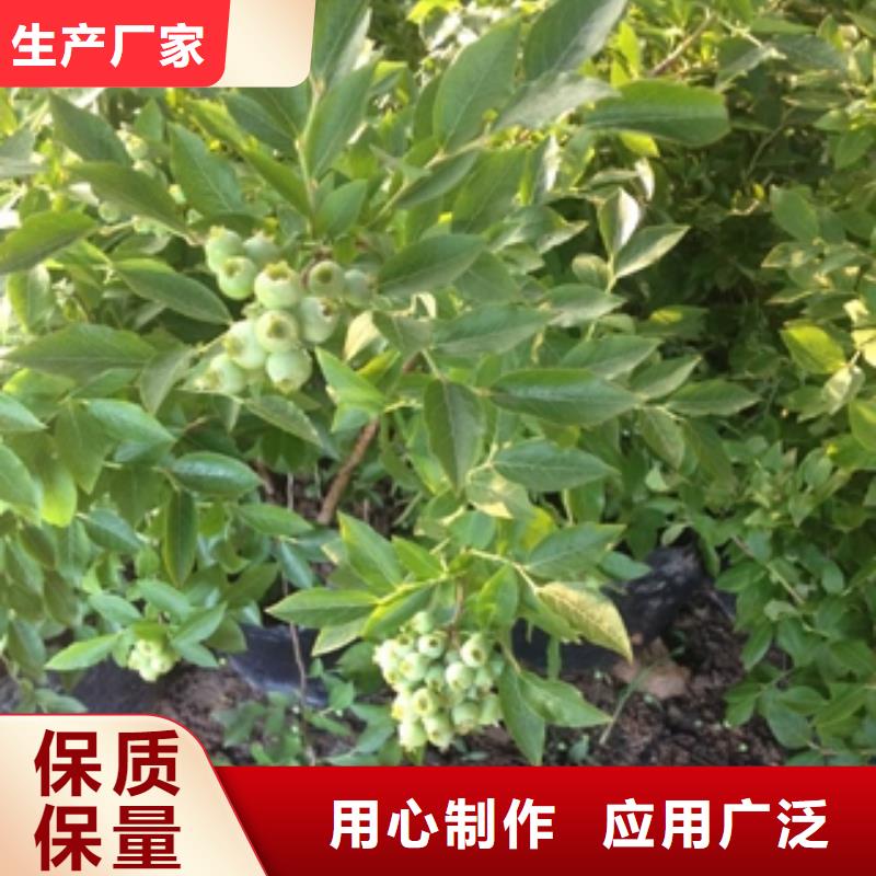 蓝莓苗规格齐全实力厂家由{正家}为您