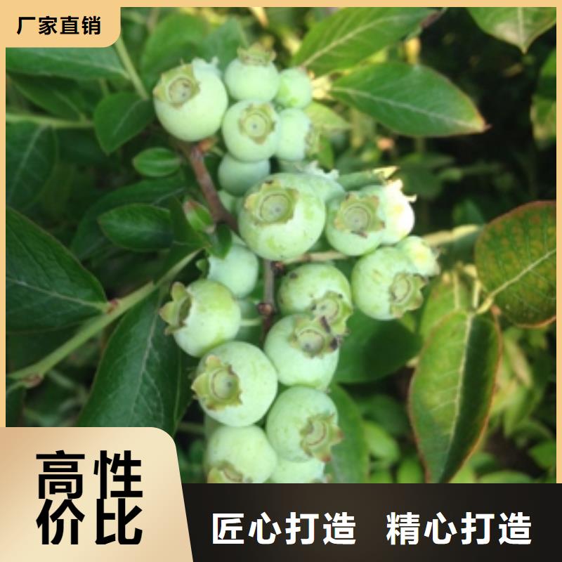 蓝莓苗规格齐全实力厂家由{正家}为您