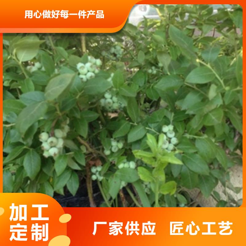 蓝莓苗泰山景松造型景松好产品不怕比