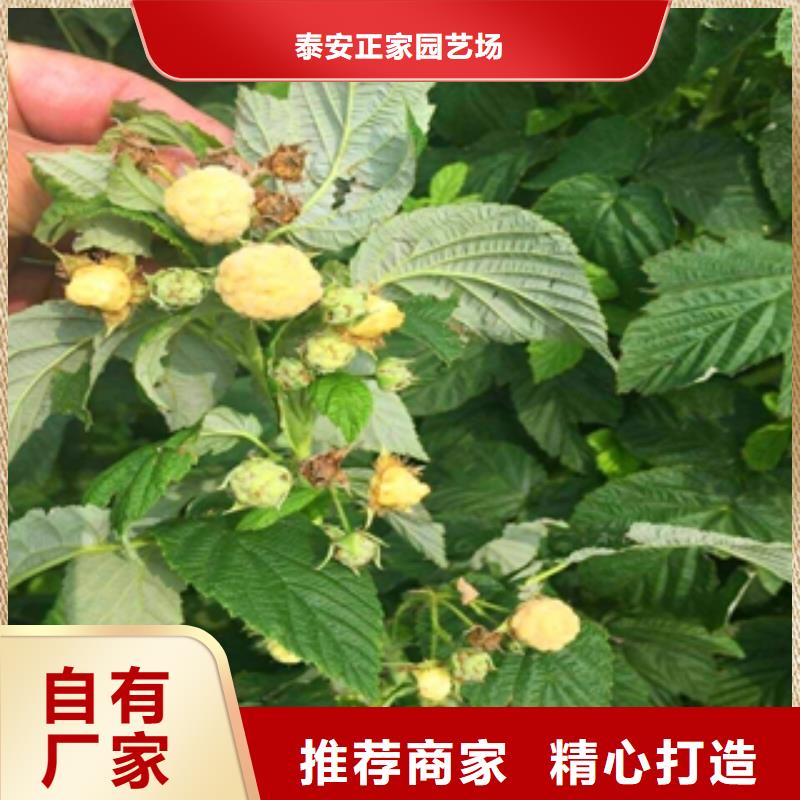 【树莓苗】-泰山景松 造型景松诚信经营-服务区域包括饶平|湘桥|云浮|珠海|韶关|深圳|东莞等-产品视频