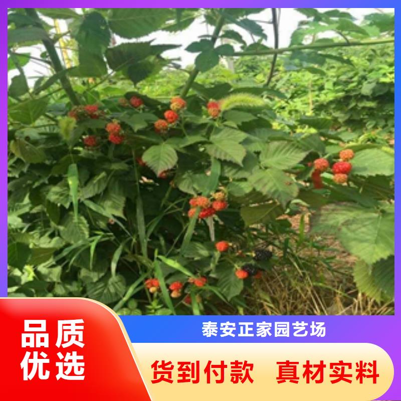 树莓苗 【蓝莓苗】源头厂家供应|通辽|阿拉善|呼和浩特|鄂尔多斯kkfgg.com
