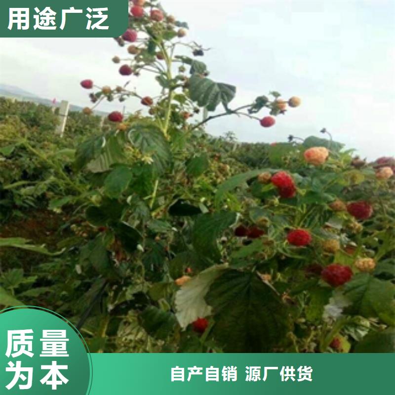 【树莓苗】-泰山景松 造型景松诚信经营-服务区域包括饶平|湘桥|云浮|珠海|韶关|深圳|东莞等-产品视频