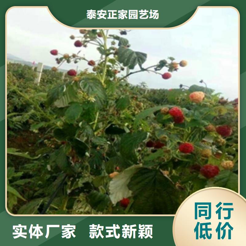 【 树莓苗_碧桃技术先进】