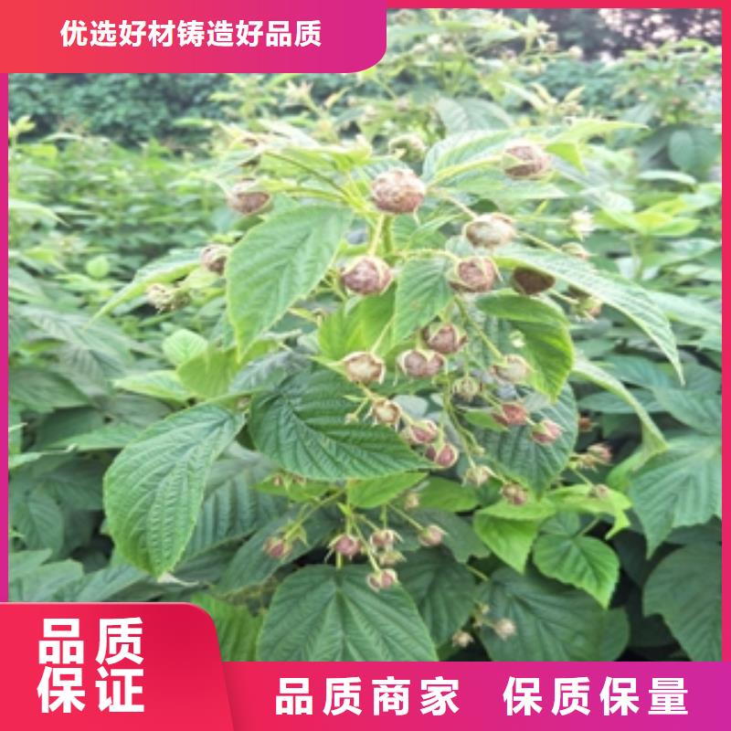 【树莓苗】-泰山景松 造型景松诚信经营-服务区域包括饶平|湘桥|云浮|珠海|韶关|深圳|东莞等-产品视频