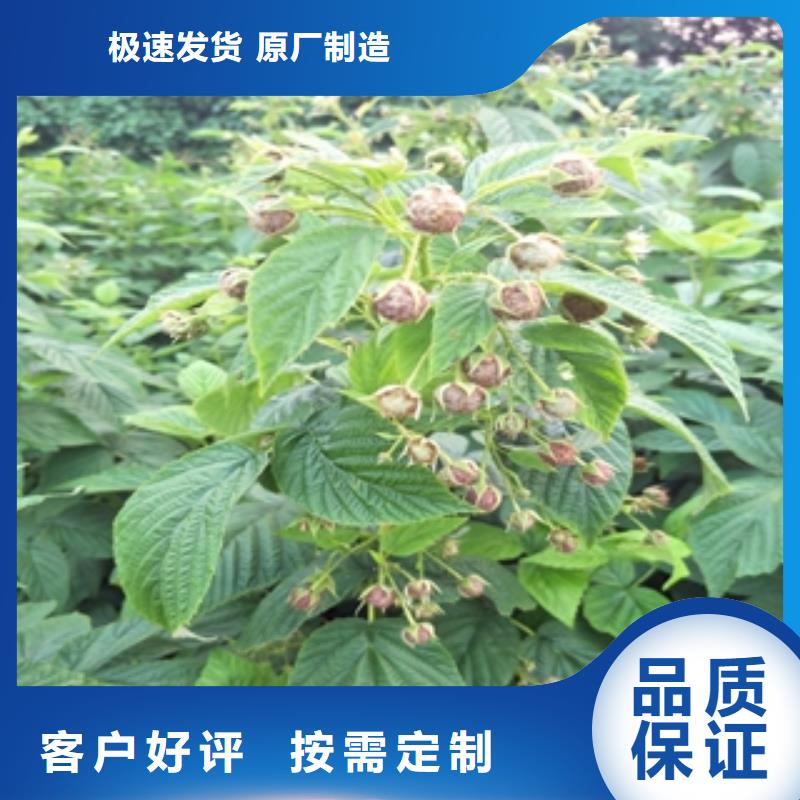 树莓苗 【蓝莓苗】源头厂家供应|通辽|阿拉善|呼和浩特|鄂尔多斯kkfgg.com