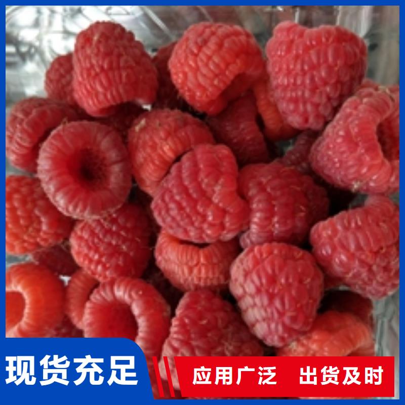 【树莓苗】-泰山景松 造型景松诚信经营-服务区域包括饶平|湘桥|云浮|珠海|韶关|深圳|东莞等-产品视频