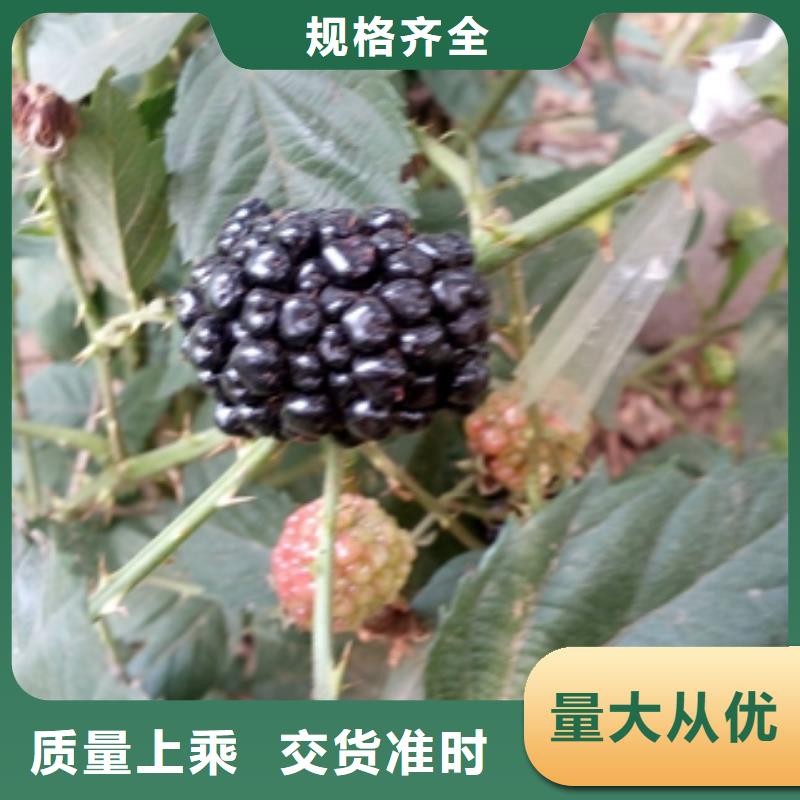 【 树莓苗_碧桃技术先进】