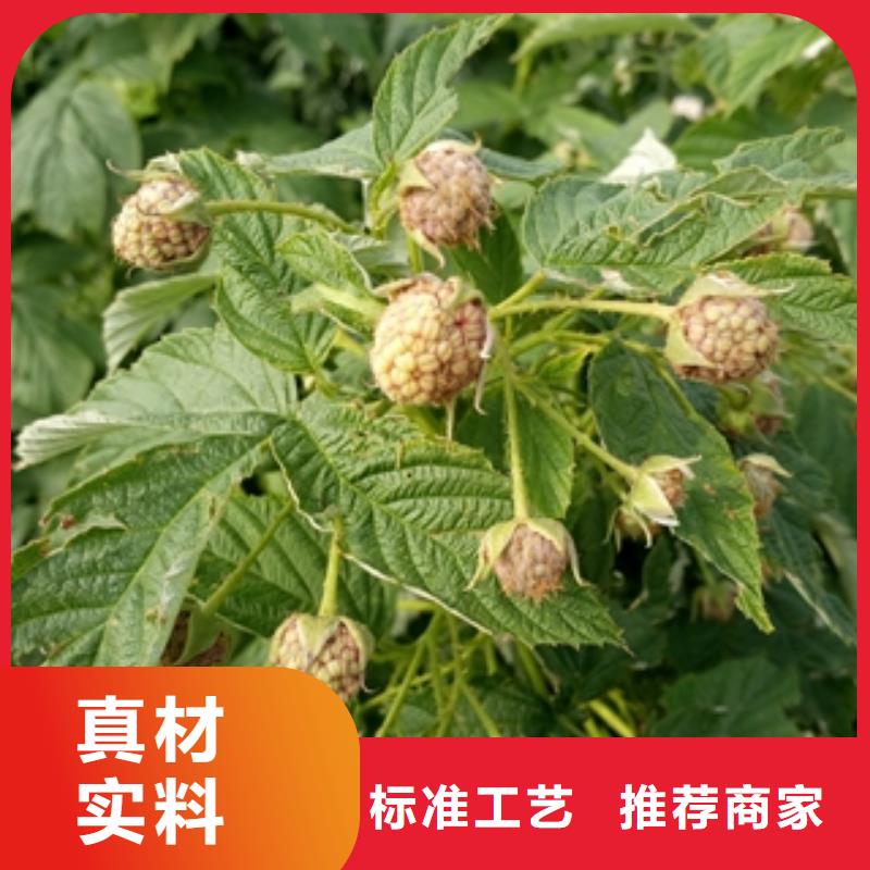 【 树莓苗_碧桃技术先进】