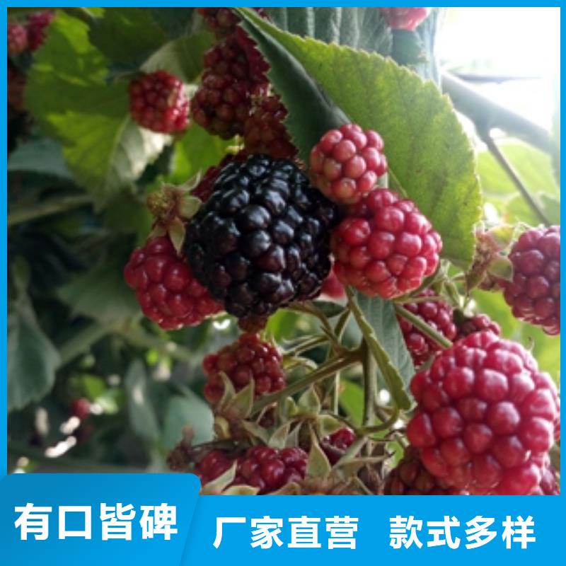 【 树莓苗_碧桃技术先进】