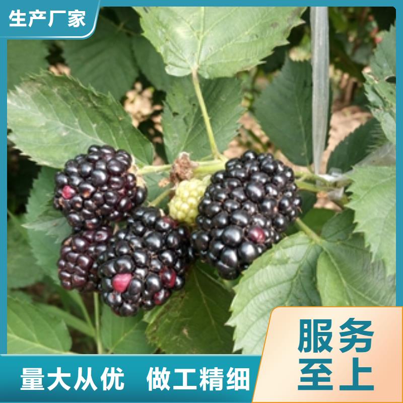 【树莓苗】-泰山景松 造型景松诚信经营-服务区域包括饶平|湘桥|云浮|珠海|韶关|深圳|东莞等-产品视频