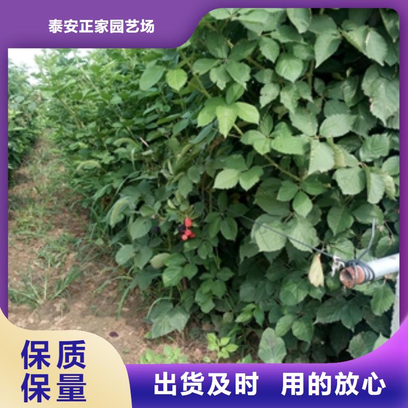 树莓苗 【蓝莓苗】源头厂家供应|通辽|阿拉善|呼和浩特|鄂尔多斯kkfgg.com