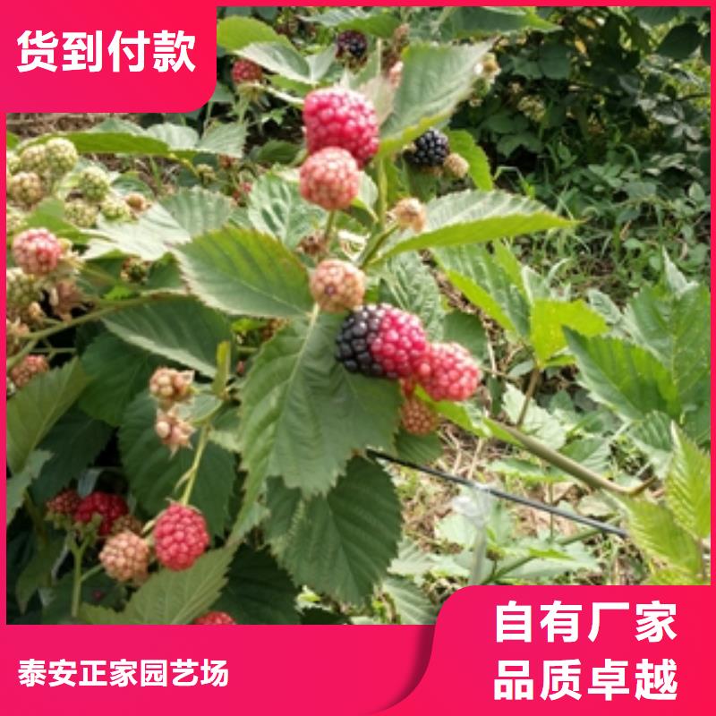 【树莓苗】-泰山景松 造型景松诚信经营-服务区域包括饶平|湘桥|云浮|珠海|韶关|深圳|东莞等-产品视频