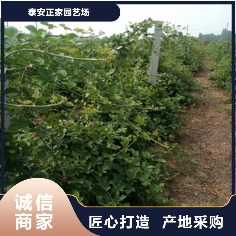 【 树莓苗_碧桃技术先进】
