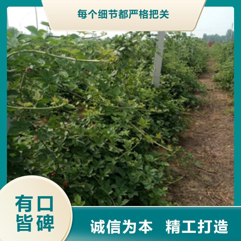 树莓苗 【蓝莓苗】源头厂家供应|通辽|阿拉善|呼和浩特|鄂尔多斯kkfgg.com