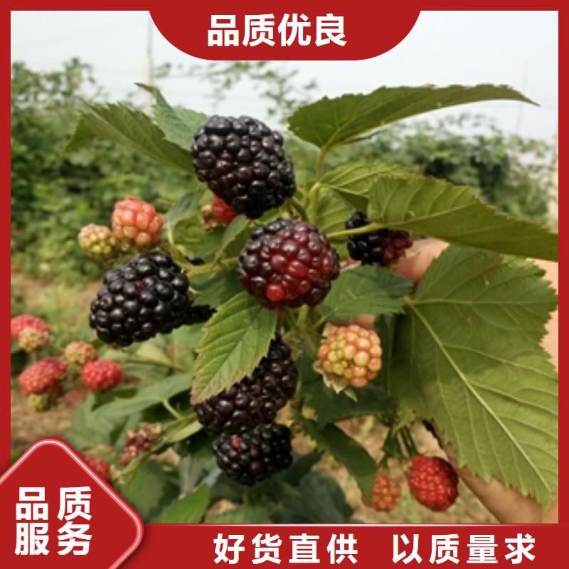 【 树莓苗_碧桃技术先进】