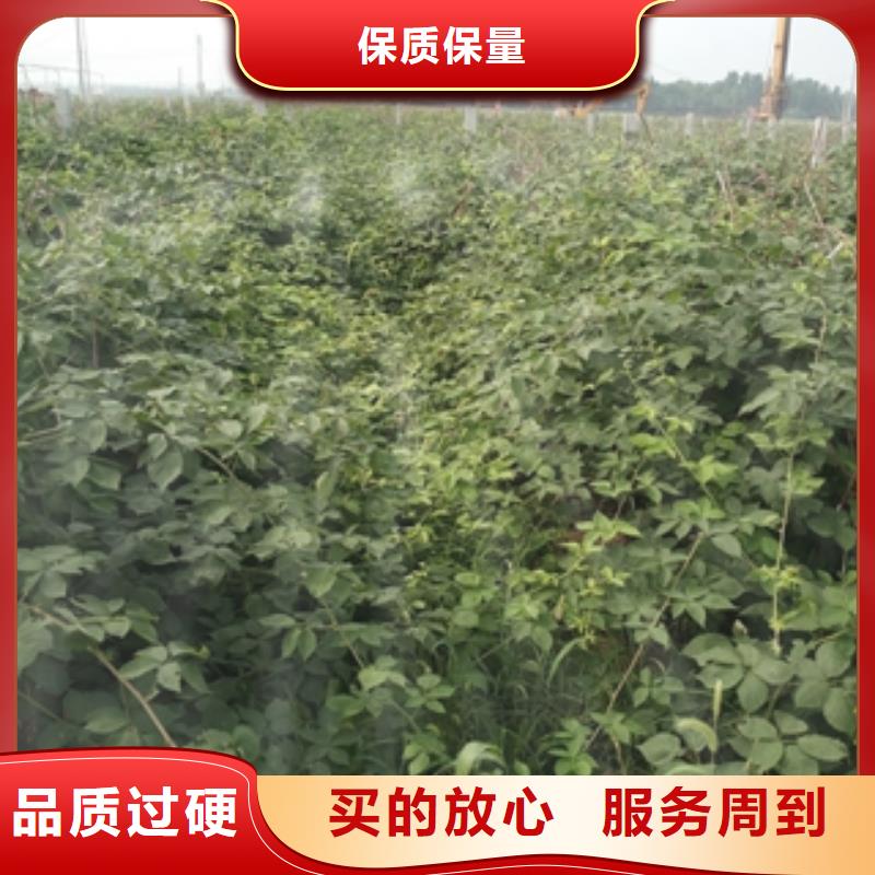 【 树莓苗_碧桃技术先进】