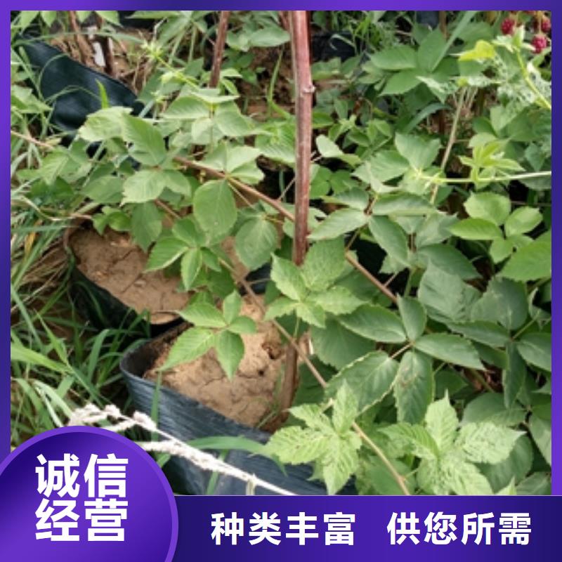 【 树莓苗_碧桃技术先进】