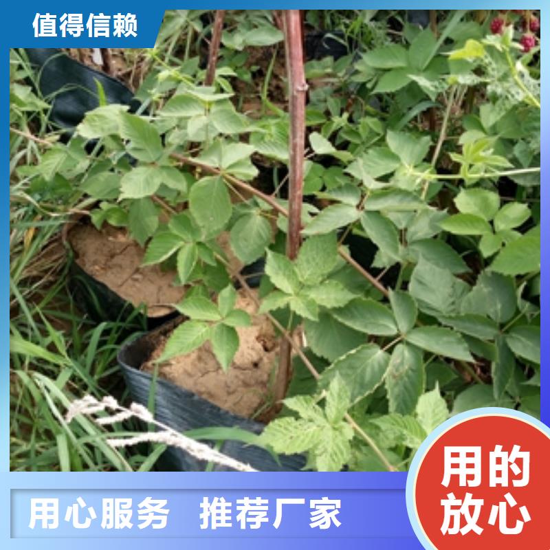 【树莓苗】-泰山景松 造型景松诚信经营-服务区域包括饶平|湘桥|云浮|珠海|韶关|深圳|东莞等-产品视频