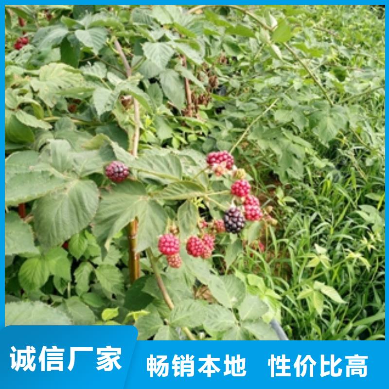 【 树莓苗_碧桃技术先进】