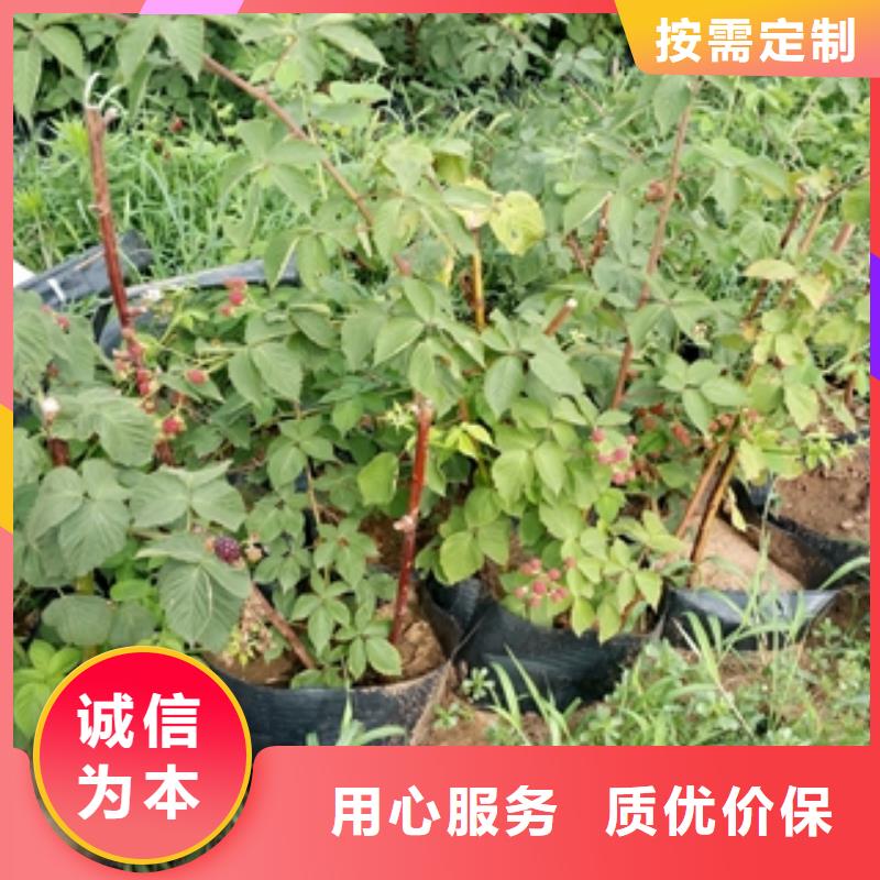 【 树莓苗_碧桃技术先进】