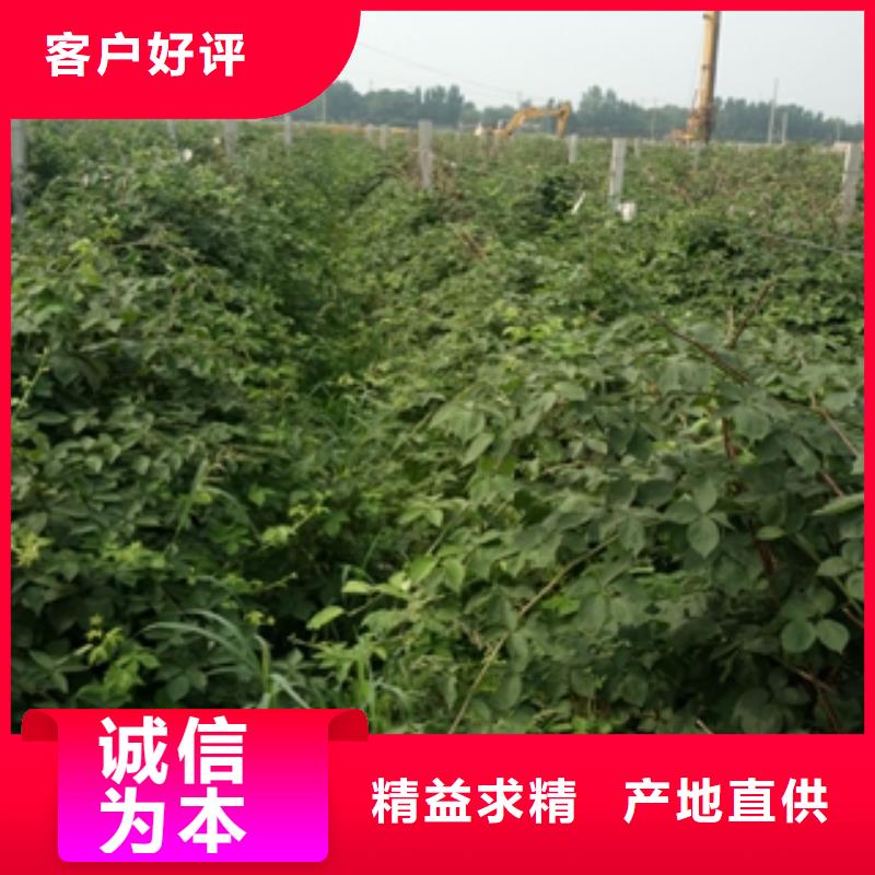 【 树莓苗_碧桃技术先进】