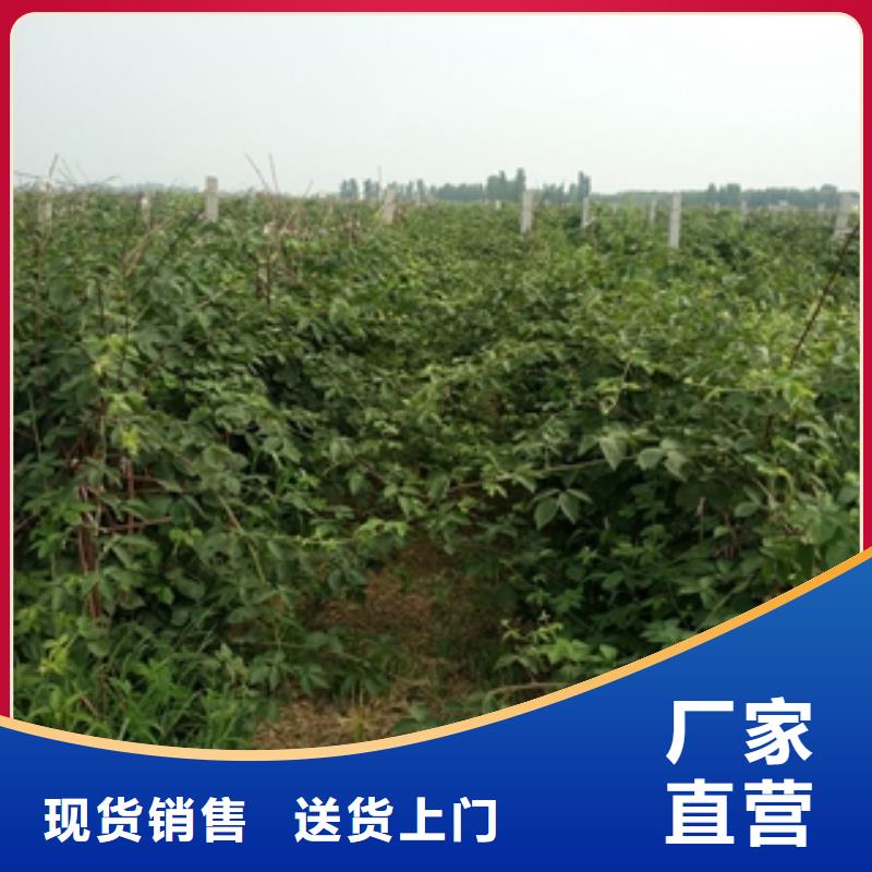 【 树莓苗_碧桃技术先进】