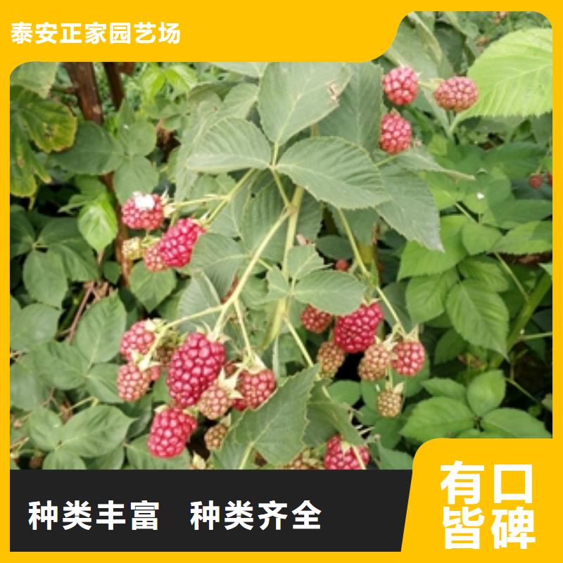 树莓苗 【蓝莓苗】源头厂家供应|通辽|阿拉善|呼和浩特|鄂尔多斯kkfgg.com