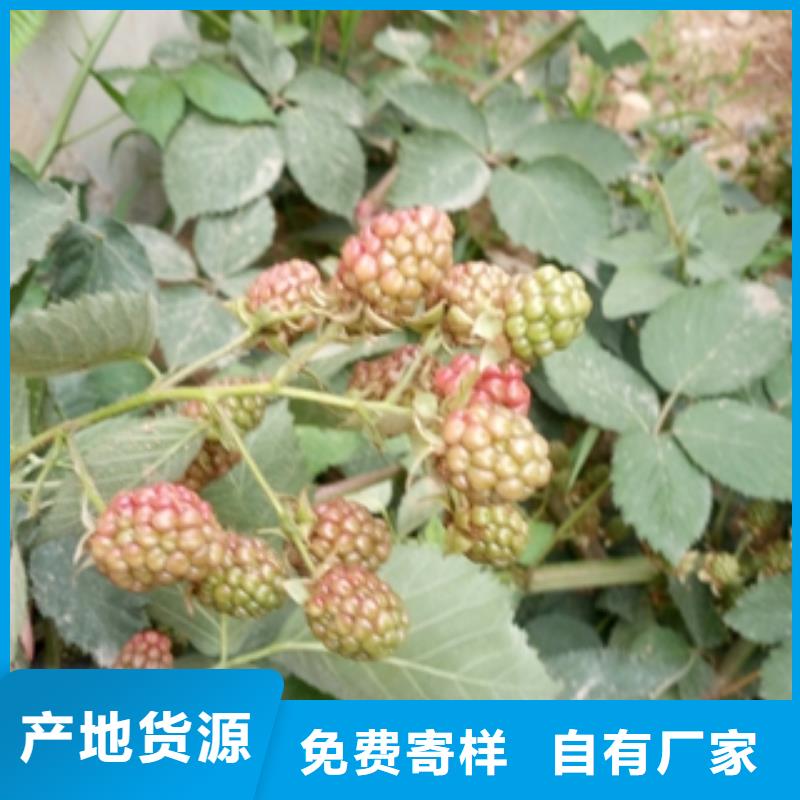 【 树莓苗_碧桃技术先进】