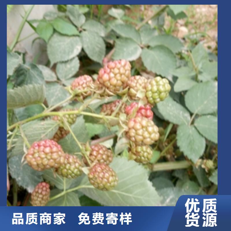 树莓苗 【蓝莓苗】源头厂家供应|通辽|阿拉善|呼和浩特|鄂尔多斯kkfgg.com