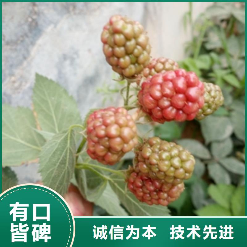 树莓苗 【蓝莓苗】源头厂家供应|通辽|阿拉善|呼和浩特|鄂尔多斯kkfgg.com