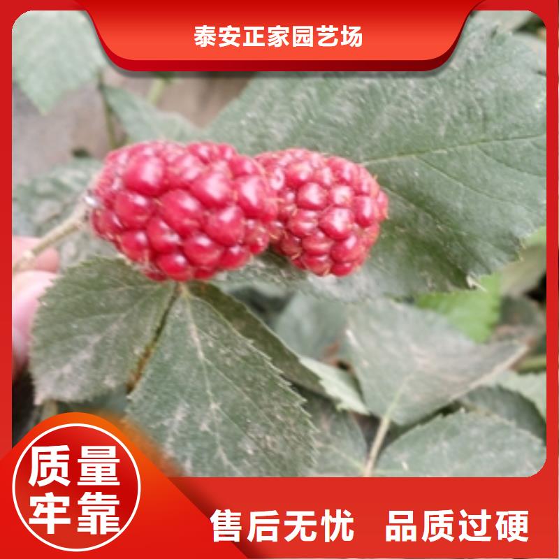 【 树莓苗_碧桃技术先进】