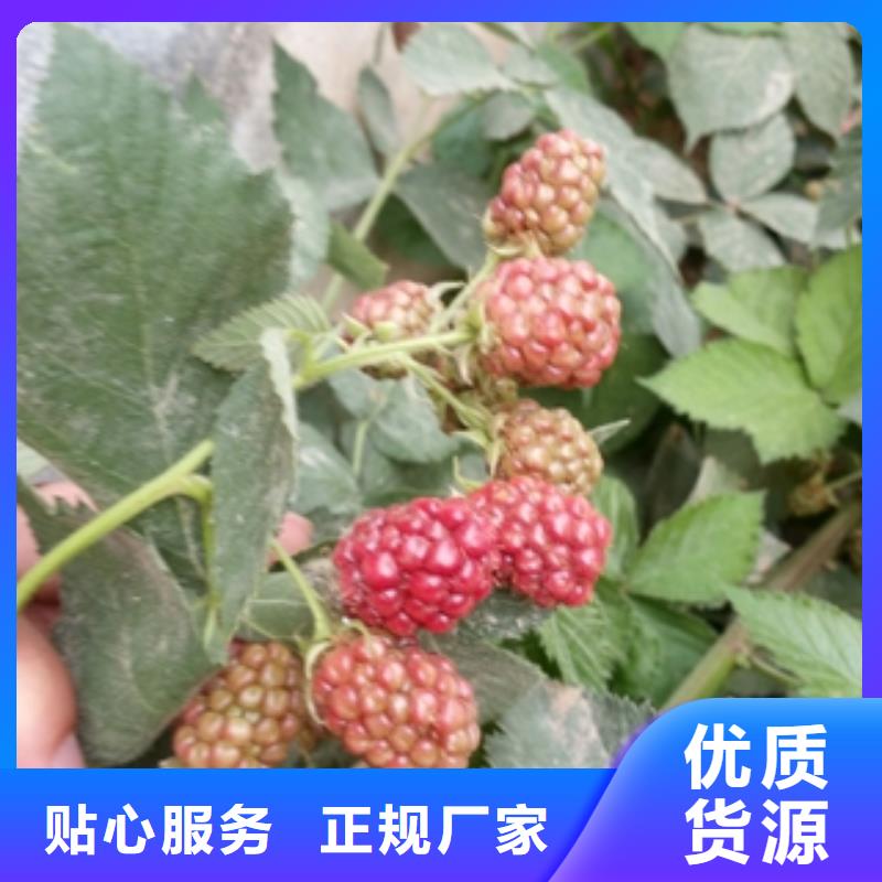 【树莓苗】-泰山景松 造型景松诚信经营-服务区域包括饶平|湘桥|云浮|珠海|韶关|深圳|东莞等-产品视频