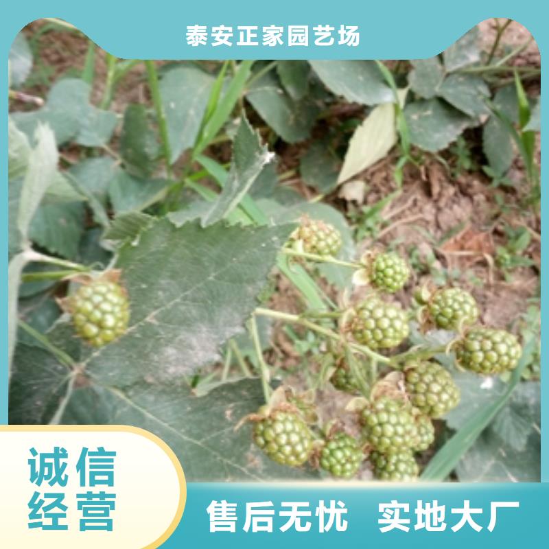 【树莓苗】-泰山景松 造型景松诚信经营-服务区域包括饶平|湘桥|云浮|珠海|韶关|深圳|东莞等-产品视频