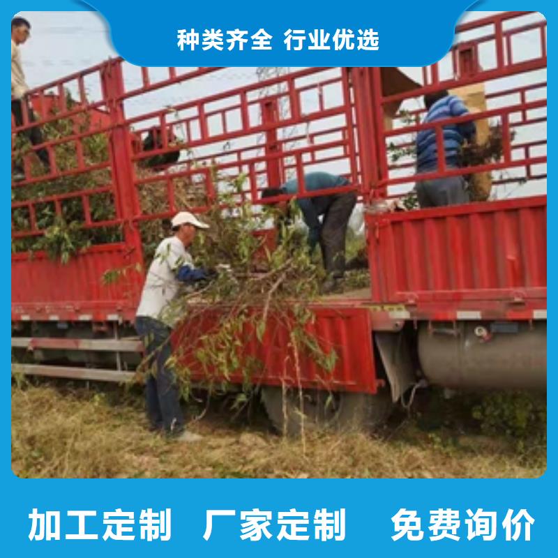 桃树-【樱桃苗】厂家技术完善 正家园艺场(荆门市分公司)