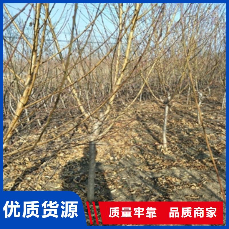 桃树核桃苗樱花苗长果桑树苗多种场景适用