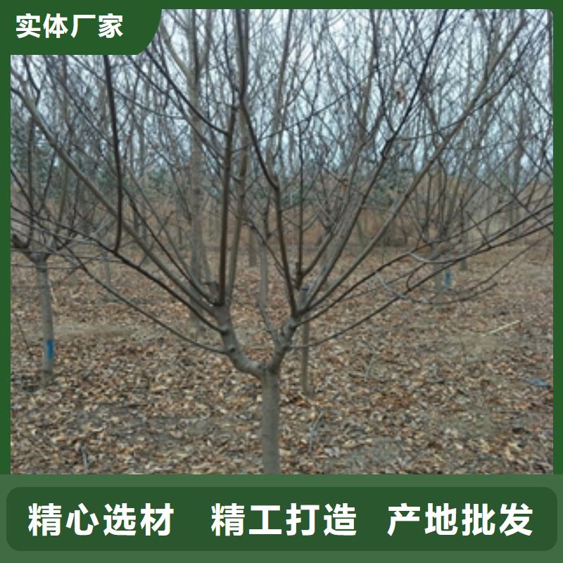 桃树_树莓苗选择我们没错