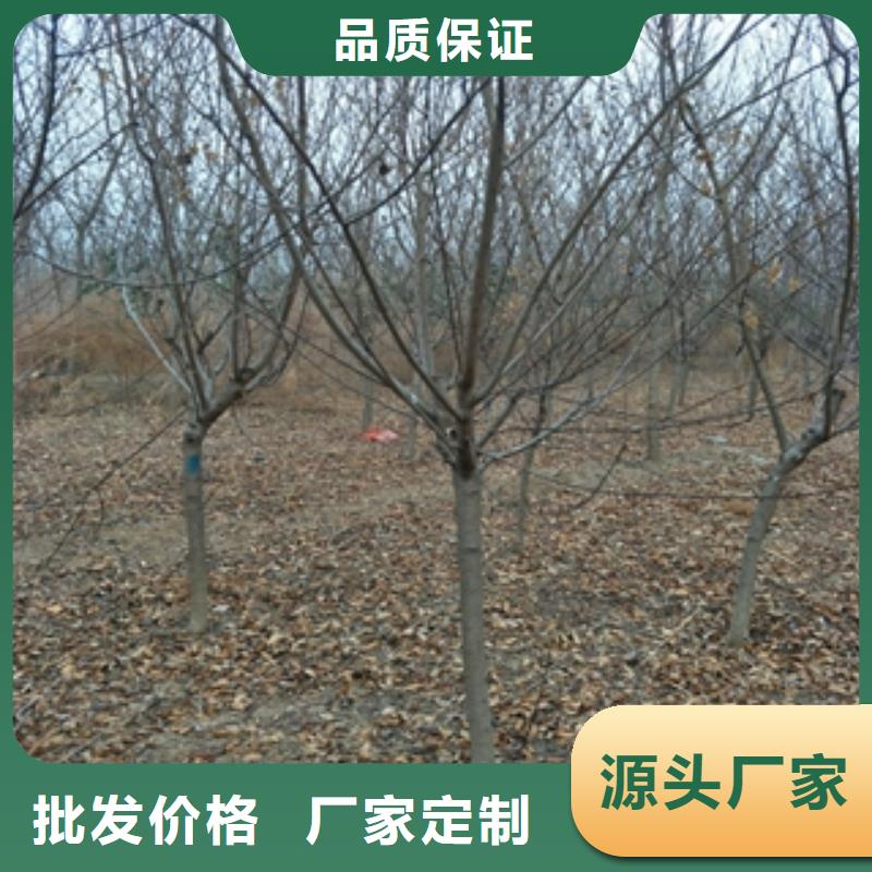 桃树,绿化树绿化工程供您所需