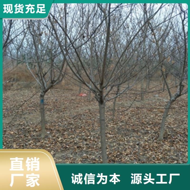 桃树-【樱桃苗】厂家技术完善 正家园艺场(荆门市分公司)